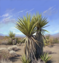 Mission sw yucca plants.png